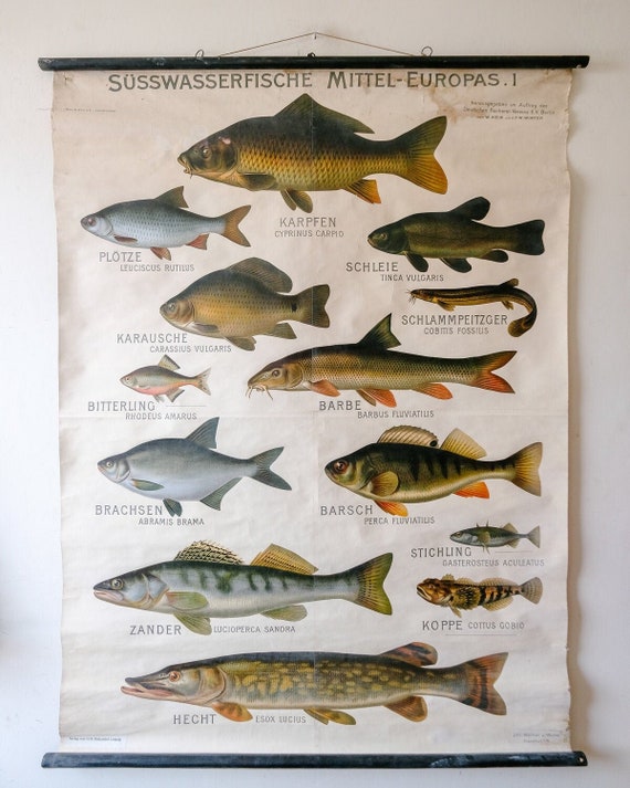 Huge Original ZOOLOGICAL Vintage German School Wall Chart European FRESHWATER FISH Zoology Marine Biology Beautiful Rare Hein Winter