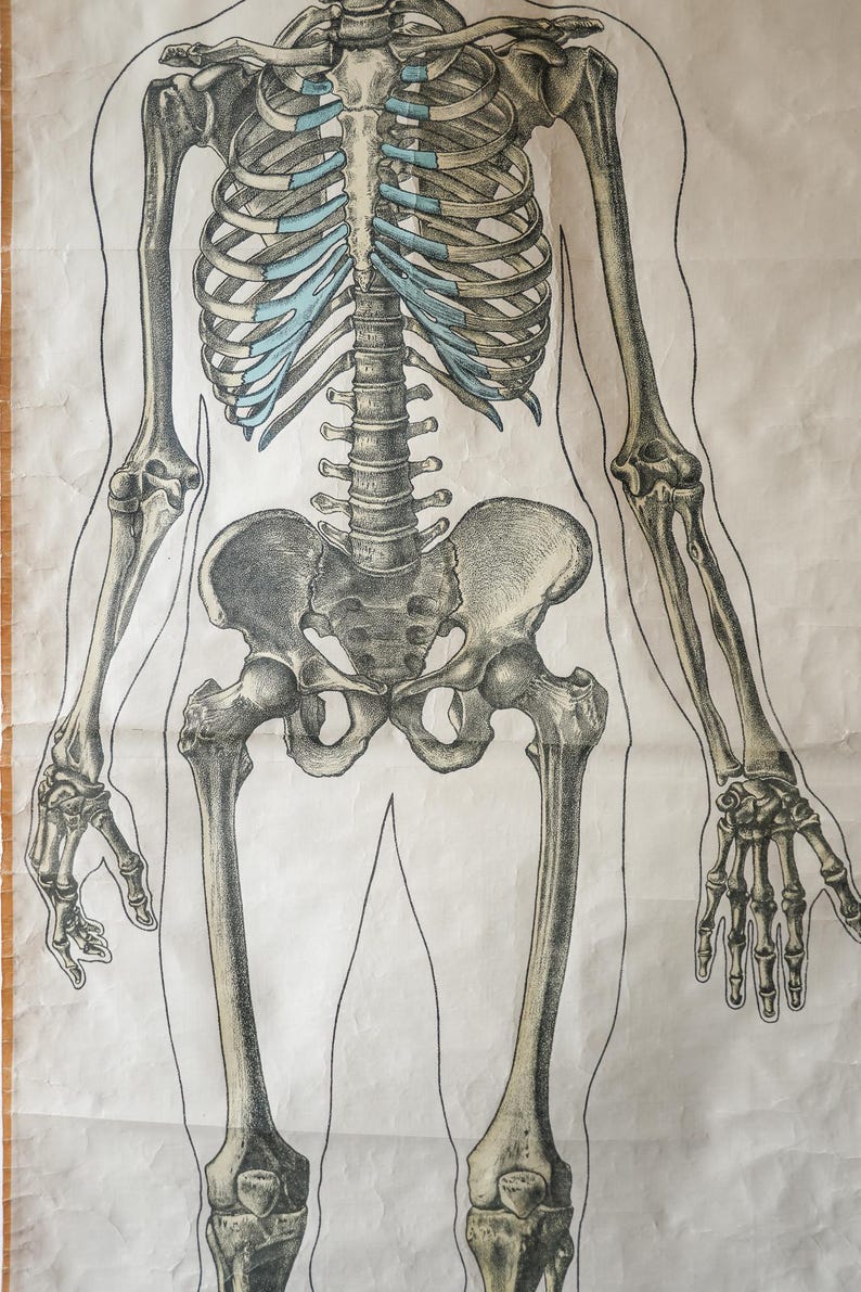 Original ANATOMICAL Vintage Dutch Educational School Wall Chart Human ...