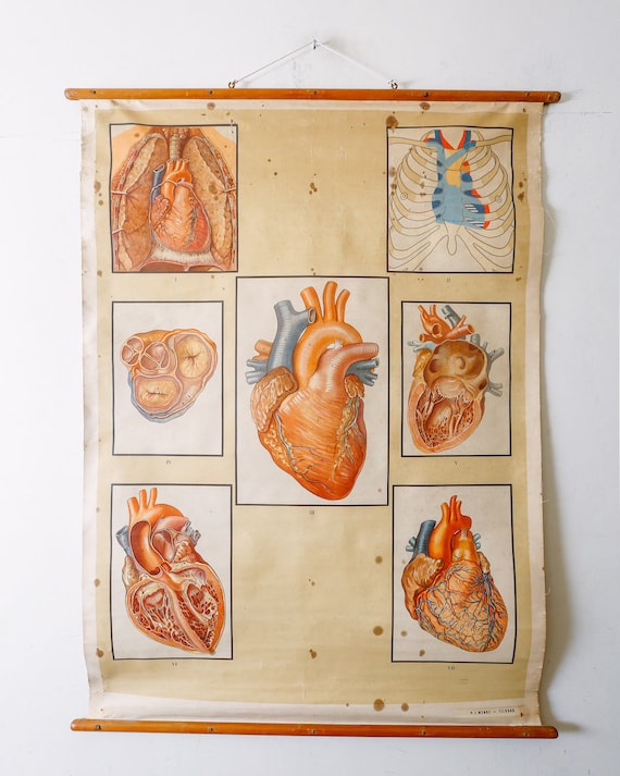Original ANATOMICAL Vintage Educational School Wall Chart CIRCULATION HEART Anatomy Science Beautiful Rare