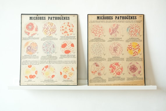 Four Original ANATOMICAL Vintage Antique French School Teaching Plates BACTERIA MICROBES Pathogens Beautiful Rare Emile Deyrolle c.1900