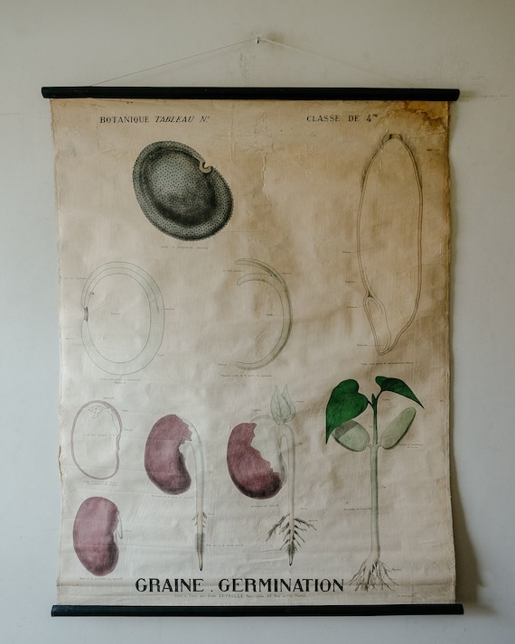 Late 19th Century Original BOTANICAL Vintage French School Wall Chart SEED GERMINATION Botany Plant Beautiful Rare Emile Deyrolle