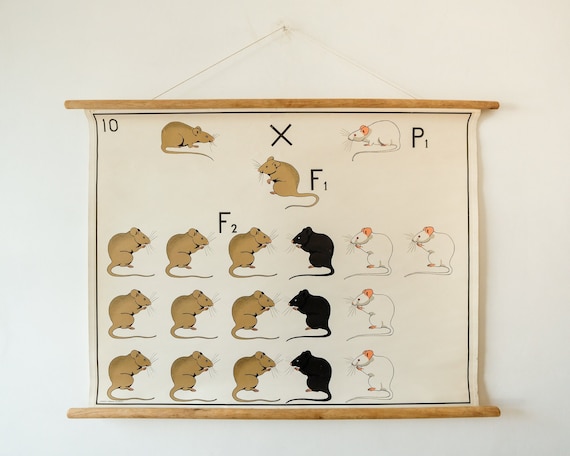 Original ZOOLOGICAL BIOLOGICAL Genetic Dominance Vintage German School Wall Chart RAT Zoology Beautiful Rare Verhave Hilversum