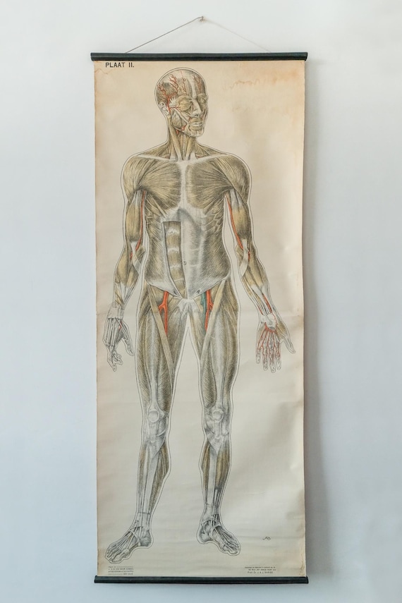 Original ANATOMICAL Vintage Dutch Educational School Wall Chart Human MUSCULATURE Muscles Anatomy Barge Full Length Anatomy Science Rare