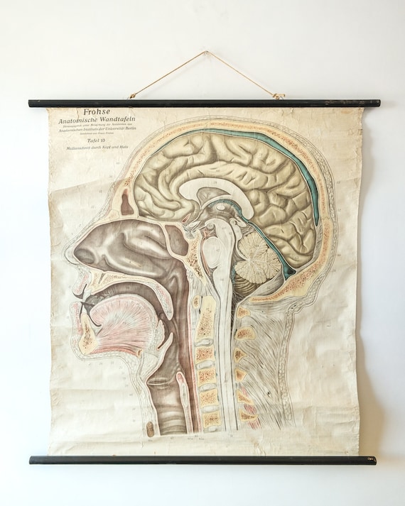 Original ANATOMICAL Vintage Antique German School Chalk Wall Chart c.1900 HUMAN BRAIN Head Neck Anatomy Neurology Rare Franz Frohse