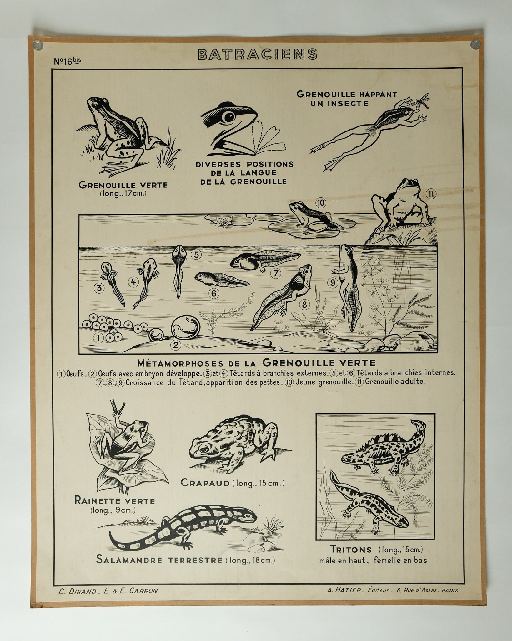 Reptiles Chart