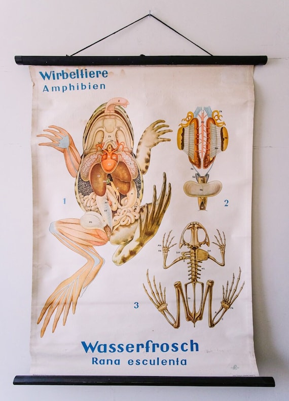 Original ZOOLOGICAL Vintage German School Wall Chart FROG Skeleton Zoology Beautiful Rare Amphibian