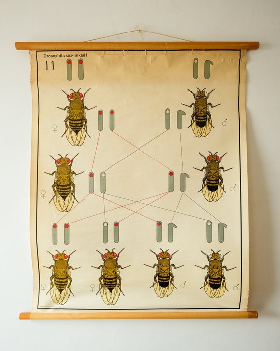 Original ZOOLOGICAL BIOLOGICAL Genetic Inheritance Vintage German School Wall Chart INSECT Zoology Beautiful Rare Verhave Gregor Mendel