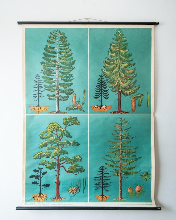 Original BOTANICAL Vintage German School Wall Chart CONIFER TREES Botany Beautiful Rare Beech Oak Linden Horse Chestnut Niels Bohn