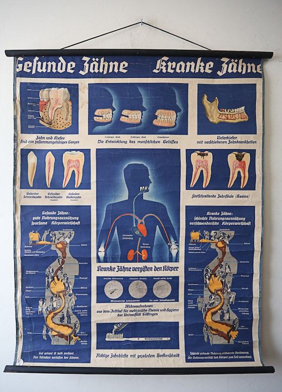 Original ANATOMICAL Vintage Old German Educational School Wall Chart TEETH DENTAL Dentist Anatomy Medicine Beautiful Rare