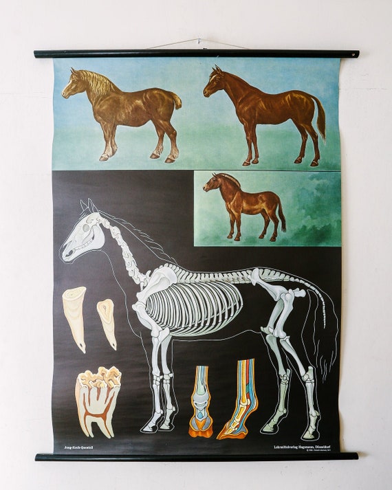 Original ZOOLOGICAL Vintage German School Wall Chart HORSE EQUESTRIAN equine Zoology Beautiful Rare Jung Koch Quentell