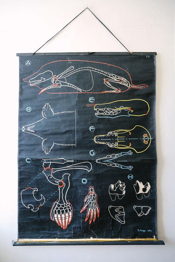 Original ZOOLOGICAL Vintage French School Chalk Wall Chart MOLE Zoology Beautiful Rare Dr Auzoux Sougy