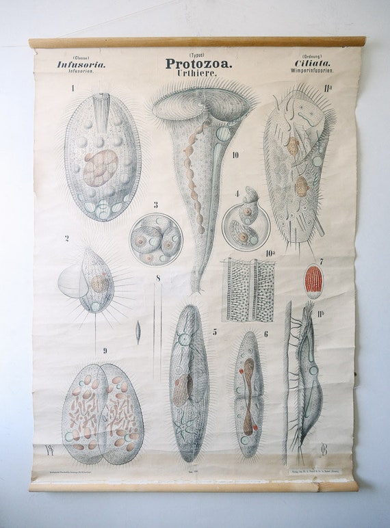 Original Antique Rudolf LEUCKART ZOOLOGICAL Vintage German School Wall Chart Infusoria PROTOZOA Zoology Beautiful Rare
