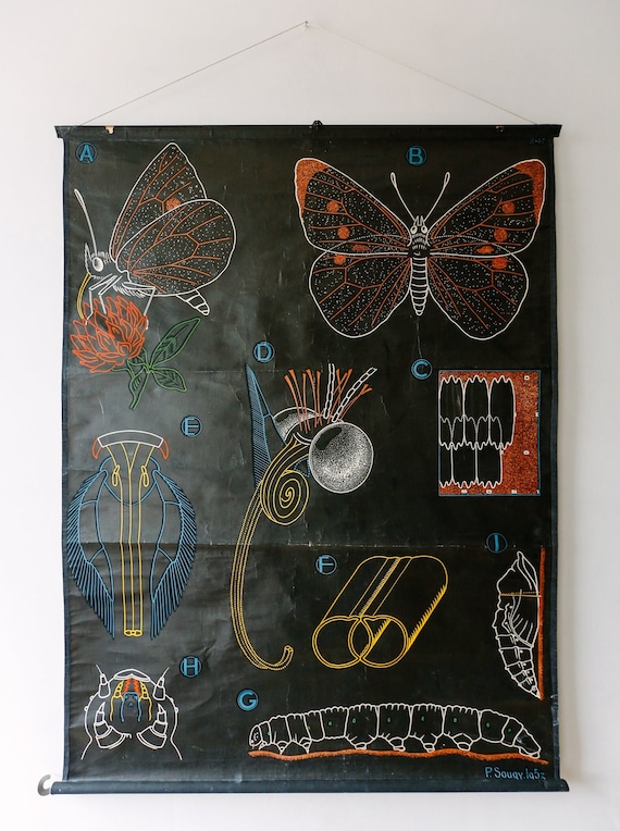 Original ZOOLOGICAL Vintage French School Chalk Wall Chart BUTTERFLY Papillion INSECT Zoology Beautiful Rare Dr Auzoux Sougy