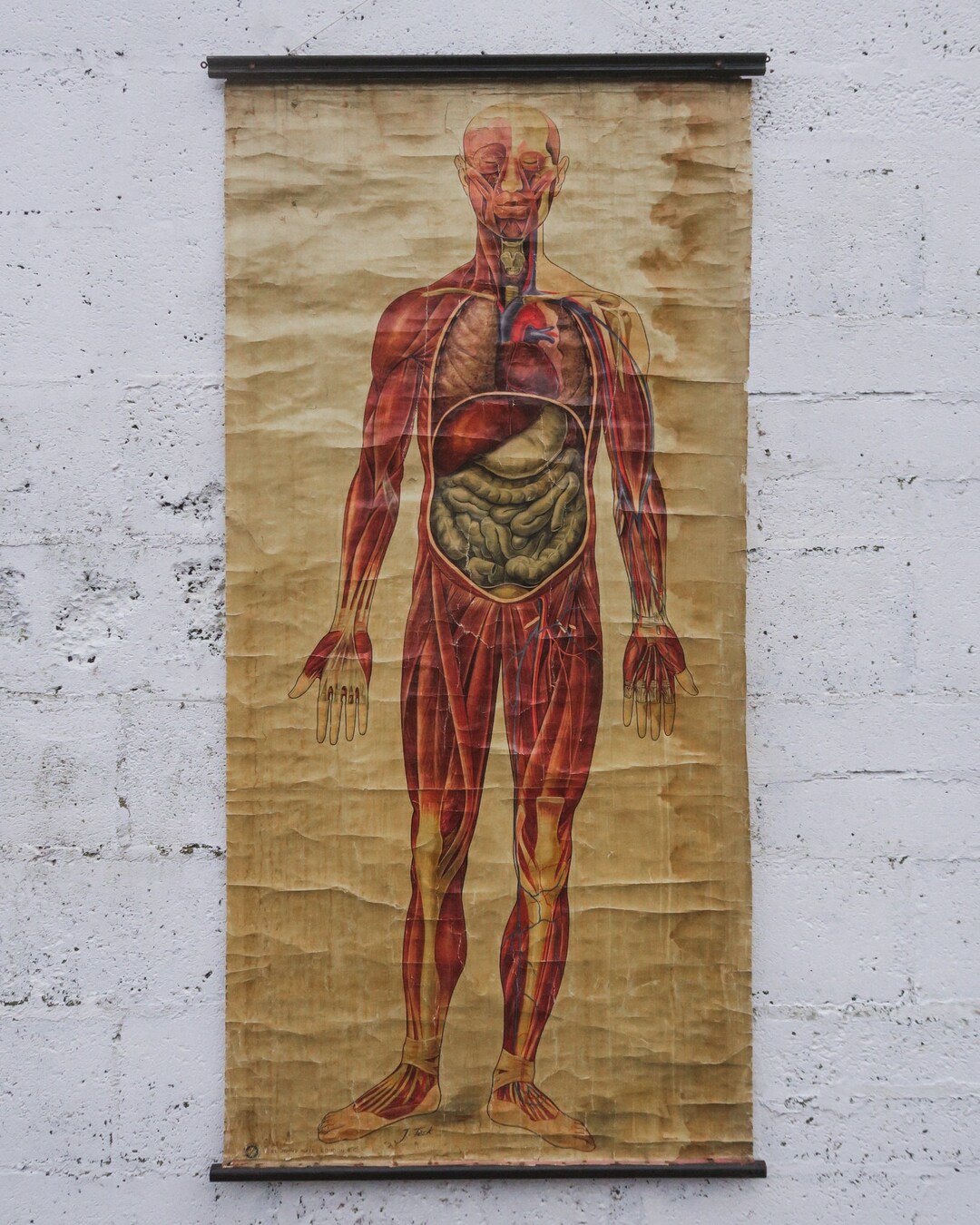 Original ANATOMICAL Vintage Educational School Wall Chart MUSCULATURE ...