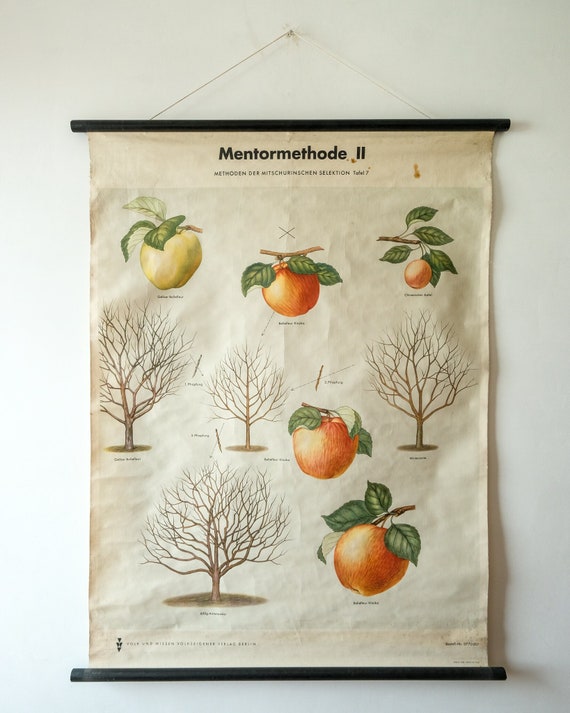 Original BOTANICAL Vintage German School Wall Chart MICHURIN'S SELECTION Botany Fruit Apple Beautiful Rare Plant Genetics Volk Und Vissen