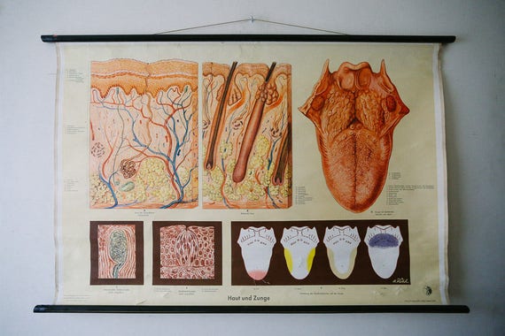 Medical Wall Charts Educational