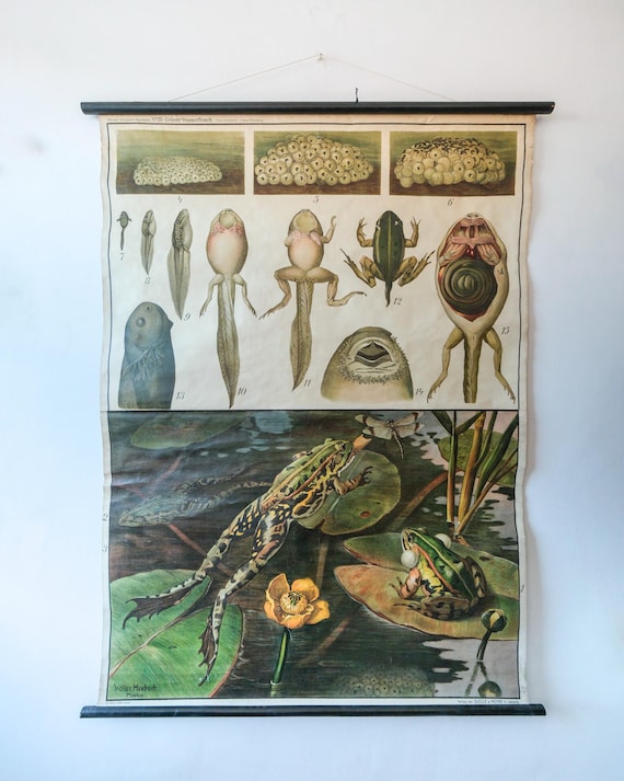 Original ZOOLOGICAL Vintage German School Wall Chart FROG Anatomy Biology Zoology Beautiful Rare Heubach Alternative Interiors