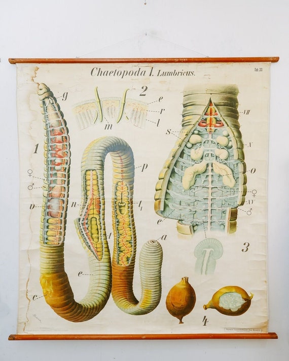 Original ZOOLOGICAL Vintage German School Wall Chart EARTHWORM Worm Biology Zoology Beautiful Rare Paul PFURTSCHELLER
