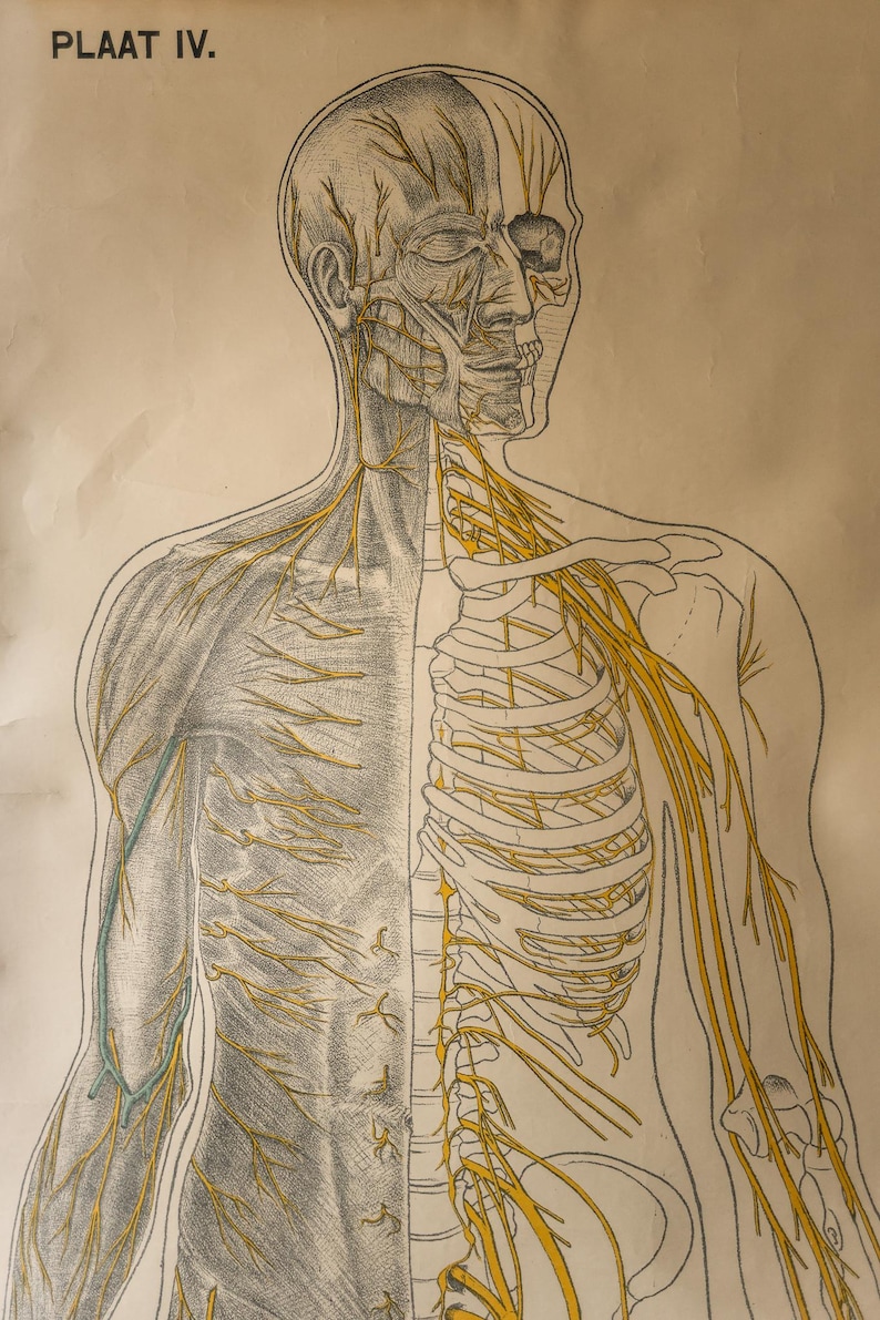Original ANATOMICAL Vintage Dutch Educational School Wall Chart Human ...