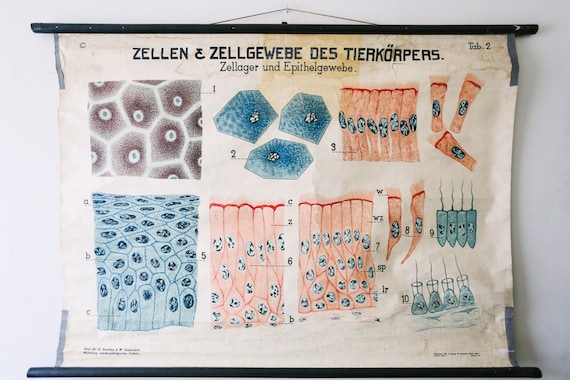 Original ZOOLOGICAL Vintage German School Wall Chart Animal CELLS and TISSUES Zoology Beautiful Rare Dr Smalian