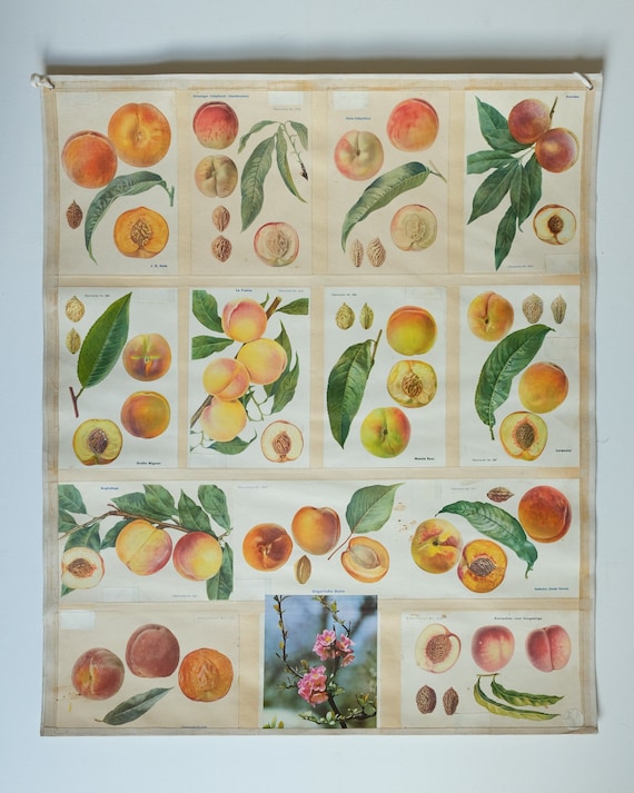 Original BOTANICAL Vintage German School Wall Chart PEACHES Peach Varieties Botany Fruit Apple Beautiful Rare Plant