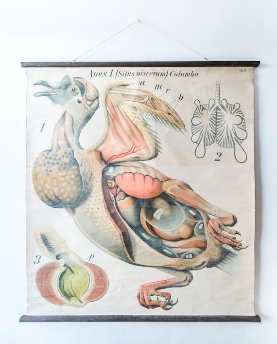 Original ZOOLOGICAL Vintage School Wall Chart PIGEON Bird Anatomy Rare Paul PFURTSCHELLER Ornithology Curiosities