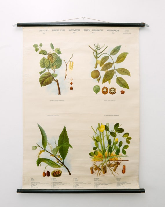 Original BOTANICAL Vintage Mid Century Swedish School Wall Chart PLANTS SPICES Flowers Woodland Botany Beautiful Rare