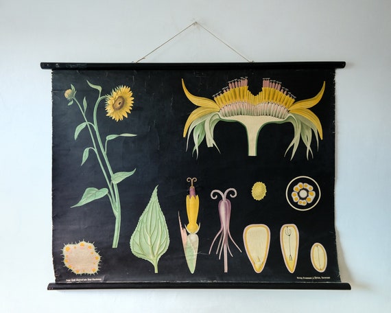 Original First Edition BOTANICAL Vintage German School Wall Chart SUNFLOWER Botany Beautiful Rare Jung Koch Quentell