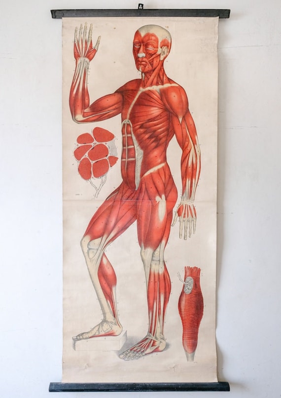 Original ANATOMICAL Vintage German Educational School Wall Chart MUSCULATURE MUSCLES system Full Length Anatomy Science Beautiful Rare