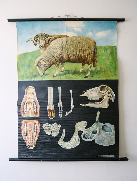 Original ZOOLOGICAL Vintage German School Wall Chart SHEEP Zoology Beautiful Rare Jung Koch Quentell Educational Interiors Deco
