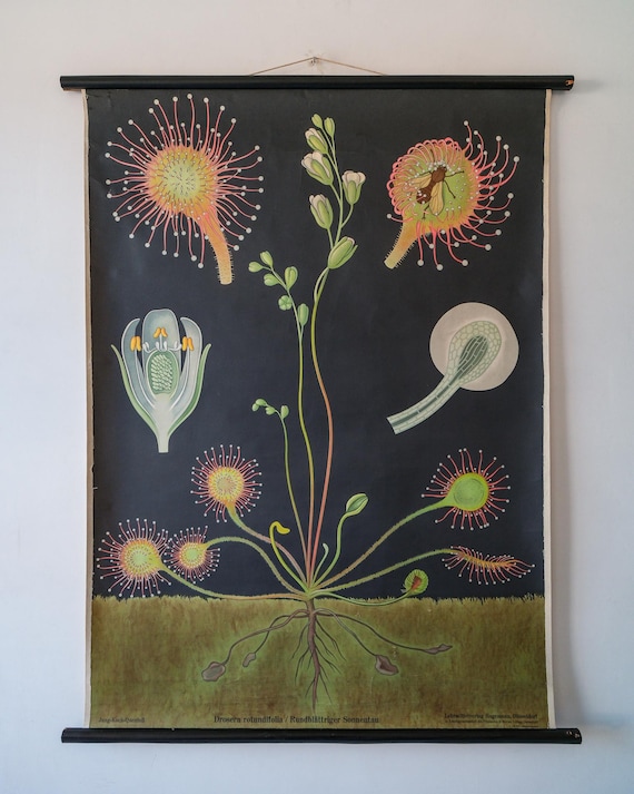 Original BOTANICAL Vintage German School Wall Chart DROSERA SUNDEW Botany Beautiful Rare Jung Koch Quentell Wall Decoration Interiors
