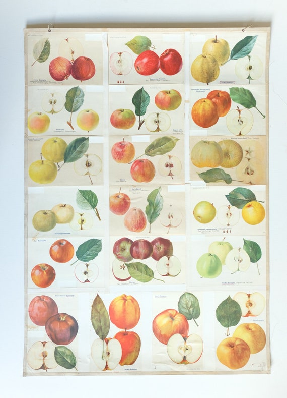Original BOTANICAL Vintage German School Wall Chart APPLES Apple Varieties Botany Fruit Apple Beautiful Rare Plant