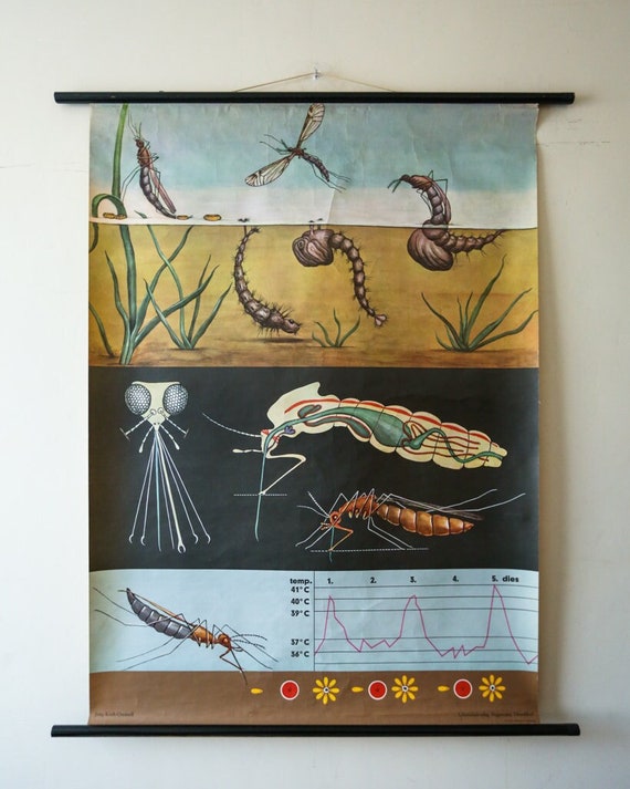 Original ZOOLOGICAL Vintage French School Chalk Wall Chart MOSQUITO INSECT Zoology Beautiful Rare Jung Koch Quentell
