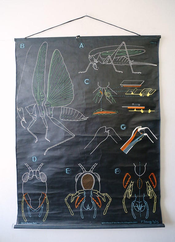 Original ZOOLOGICAL Vintage French School Chalk Wall Chart GRASSHOPPER INSECT Zoology Beautiful Rare Dr Auzoux Sougy