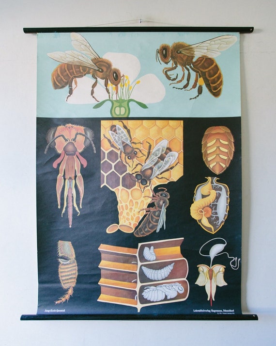 Original ZOOLOGICAL VINTAGE German School Wall Chart HONEYBEE Honey Bee Zoology Beautiful Rare Jung Koch Quentell