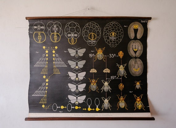 Original ZOOLOGICAL BIOLOGICAL Genetic Inheritance Vintage German School Wall Chart INSECT Zoology Beautiful Rare Dr Lehmann Gregor Mendel