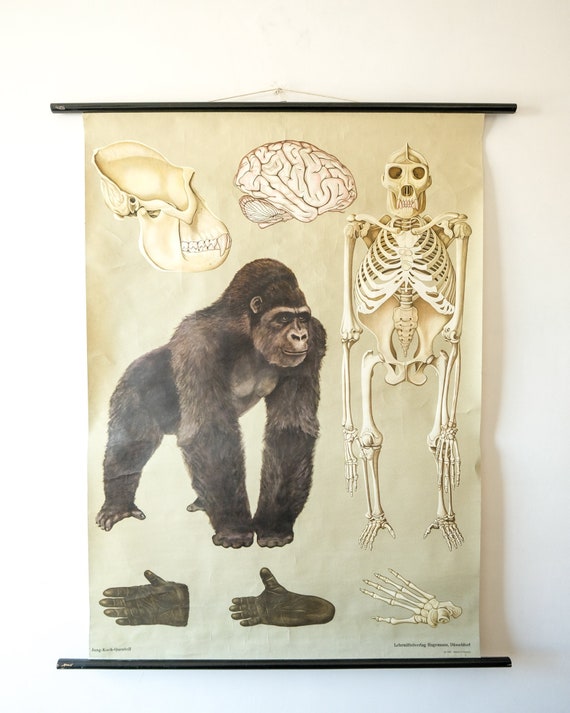 Original ZOOLOGICAL Vintage German School Wall Chart GORILLA Monkey Study Anatomy Zoology Beautiful Rare Jung Koch Quentell