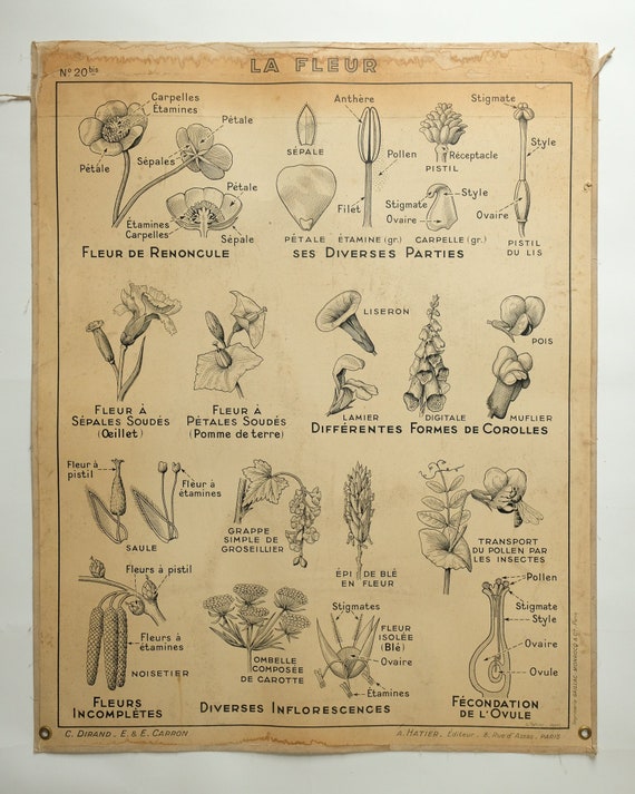 Original Large Vintage French Educational School Wall Chart FLOWER LEAF ANATOMY Study Quirky Beautiful Rare Hatier Carron Dirand