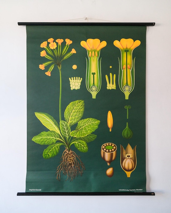 Original BOTANICAL Vintage German School Wall Chart COWSLIP PRIMROSE Botany Beautiful Rare Jung Koch Quentell
