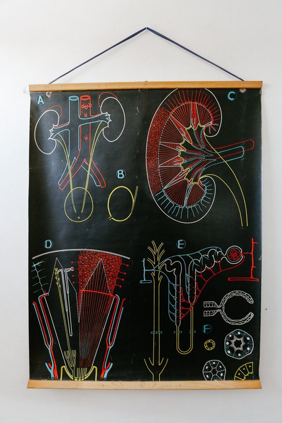 Original ANATOMICAL Vintage French School Chalk Wall Chart KIDNEY RENAL Colourful Rare Dr Auzoux Sougy