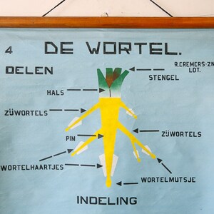 HAND-PAINTED Original Botanical Vintage Flemish School Wall Chart ...