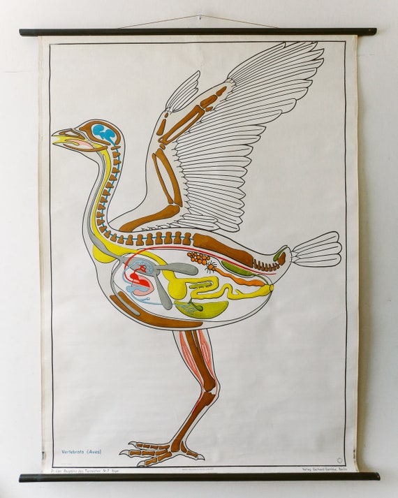 Large Original ZOOLOGICAL Vintage German School Wall Chart BIRD Zoology Beautiful Rare Dr Lips