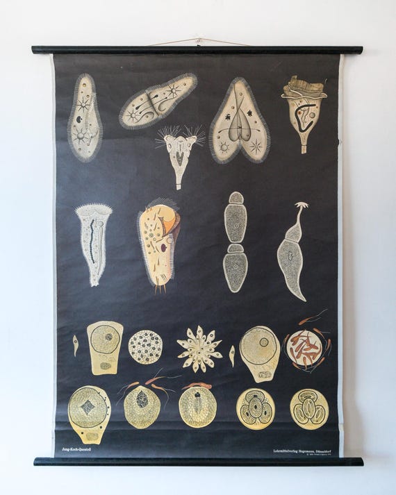 Original ZOOLOGICAL VINTAGE German School Wall Chart Age of Discovery PROTOZOA Zoology Beautiful Rare Jung Koch Quentell
