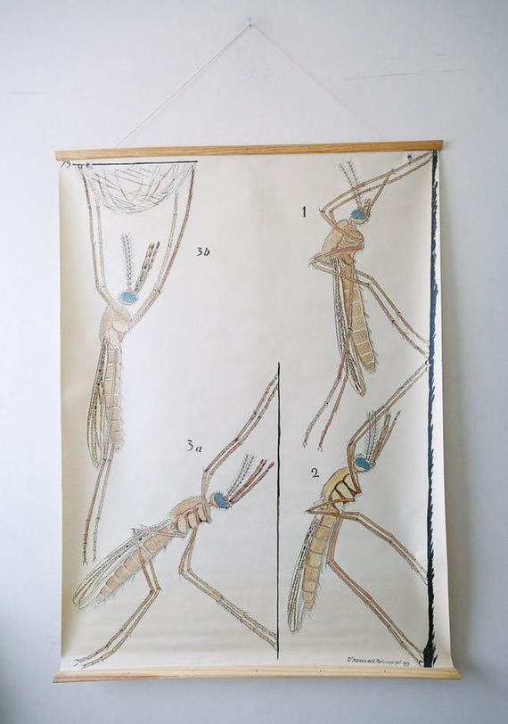 Mosquito Chart