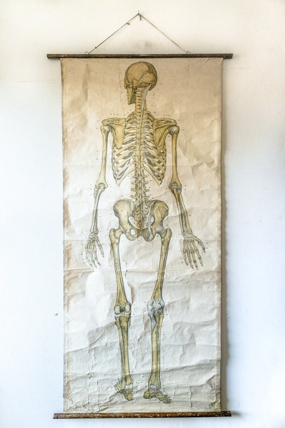Original ANATOMICAL Vintage Antique French Educational School Wall Chart AUZOUX Human SKELETON Full Length Anatomy Science Medicine Rare