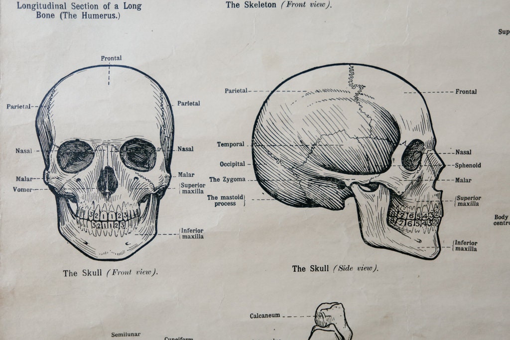 Original ANATOMICAL Vintage British School Wall Chart Human SKELETON ...