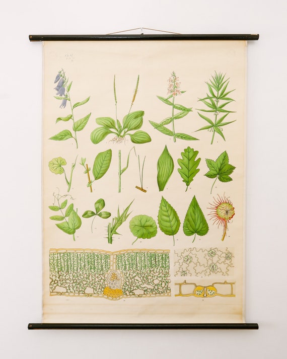 Original BOTANICAL Vintage Mid Century Swedish School Wall Chart PLANT LEAVES Botany Beautiful Rare