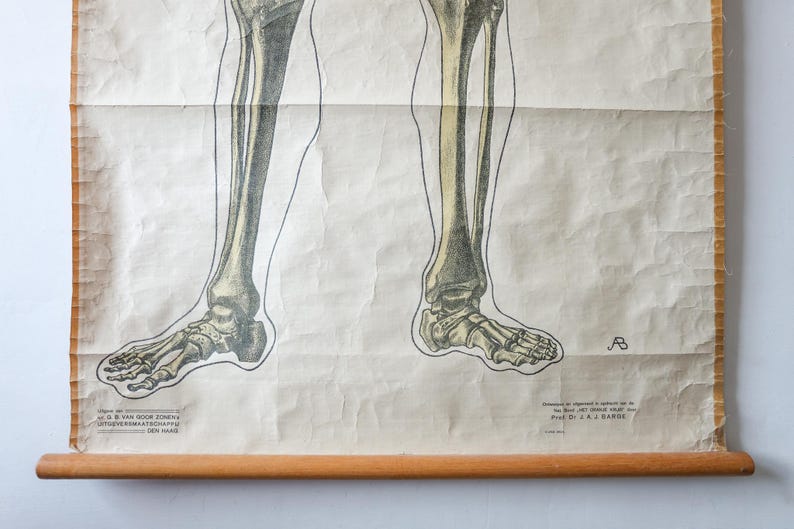 Original ANATOMICAL Vintage Dutch Educational School Wall Chart Human ...