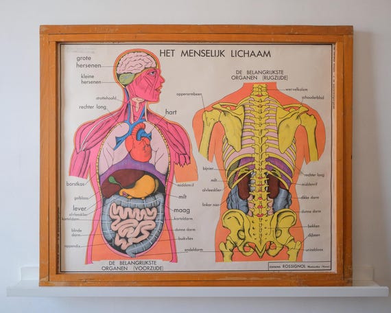 Original ANATOMICAL Vintage French School Print Human Anatomy Digestive Organs Digestion Swallowing MDI