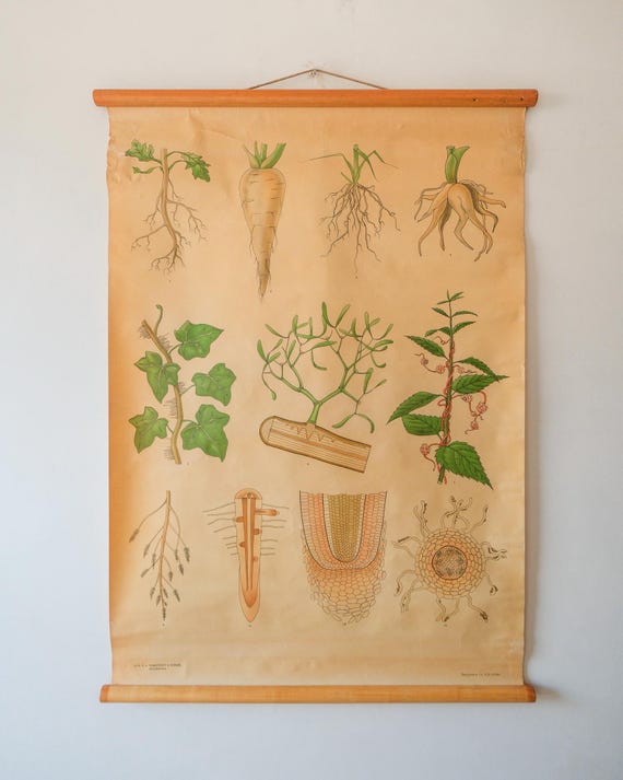 Original BOTANICAL Vintage Mid Century Swedish School Wall Chart PLANT ROOTS Botany Beautiful Rare